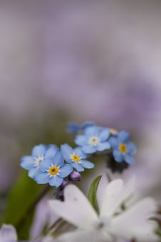 Little Blue Flowers Royalty Free Stock Images Little Blue Flowers Royalty Free Stock Images