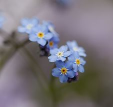 Little Blue Flowers Stock Images Little Blue Flowers Stock Images