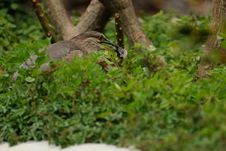 Black-crowned Night Heron (Nycticorax Nycticorax) Royalty Free Stock Images