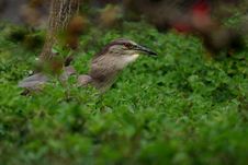 Black-crowned Night Heron (Nycticorax Nycticorax) Stock Images