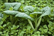 Pack Choy Stock Image Pack Choy Stock Image