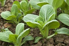 Green Pack Choy Royalty Free Stock Photo Green Pack Choy Royalty Free Stock Photo