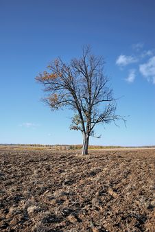 Lonely Tree Stock Photography