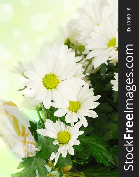 Floral White Flower daisy on the abstract background. Floral White Flower daisy on the abstract background.