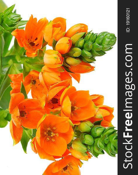 Spring orange flowers closeup isolated on the white background. Spring orange flowers closeup isolated on the white background.