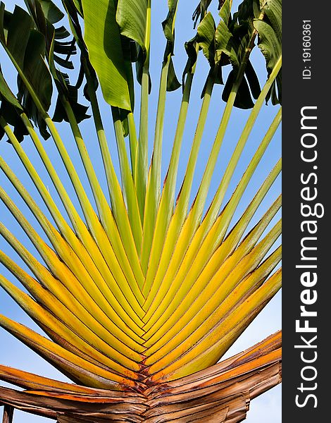 Tropical palm tree against a blue sky