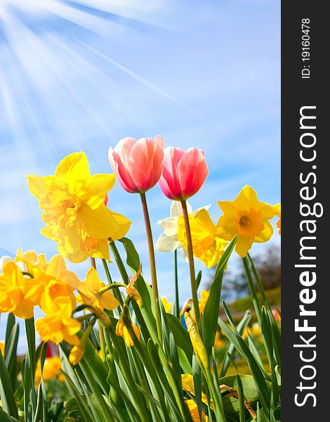 Nice blossom of orange tulips in a garden. Nice blossom of orange tulips in a garden