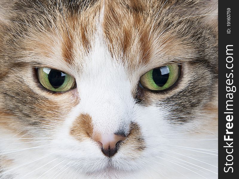 Close up portrait of a green eyed cat. Close up portrait of a green eyed cat