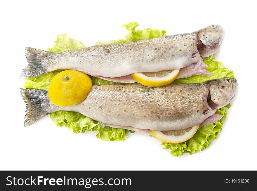 Wild trout caught in natural river, isolated on white background. Wild trout caught in natural river, isolated on white background