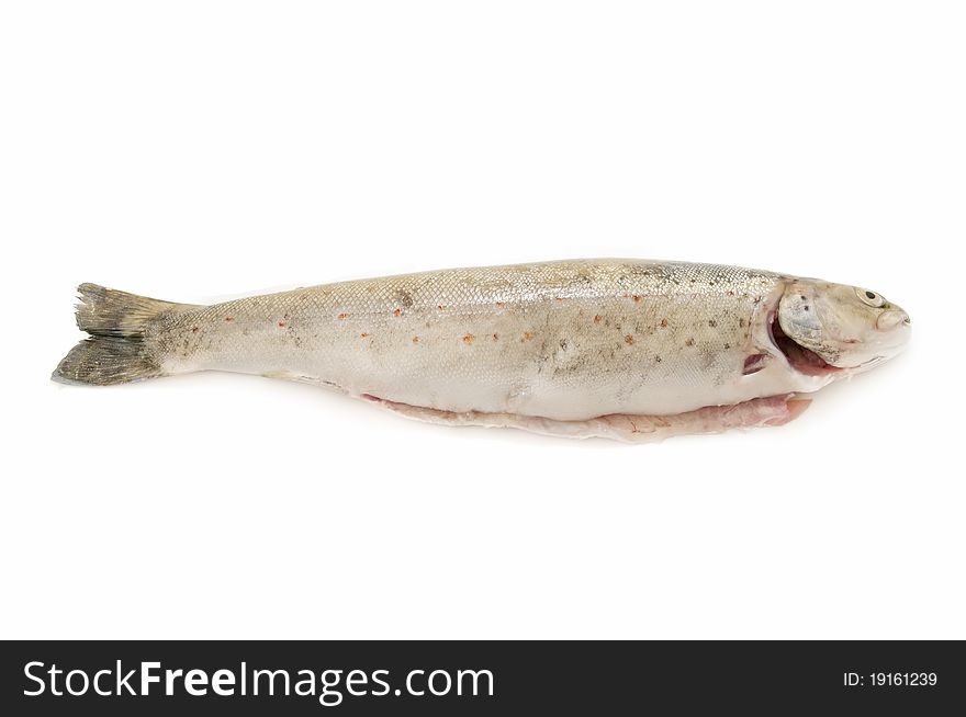 Wild trout caught in natural river, isolated on white background. Wild trout caught in natural river, isolated on white background