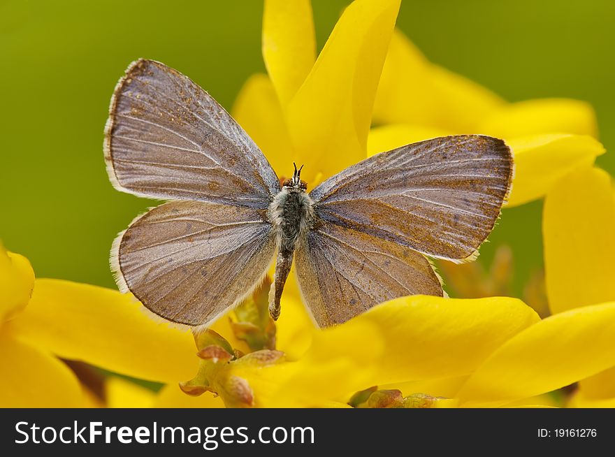 Macro of a butterfly. photography held in spring in a natural field