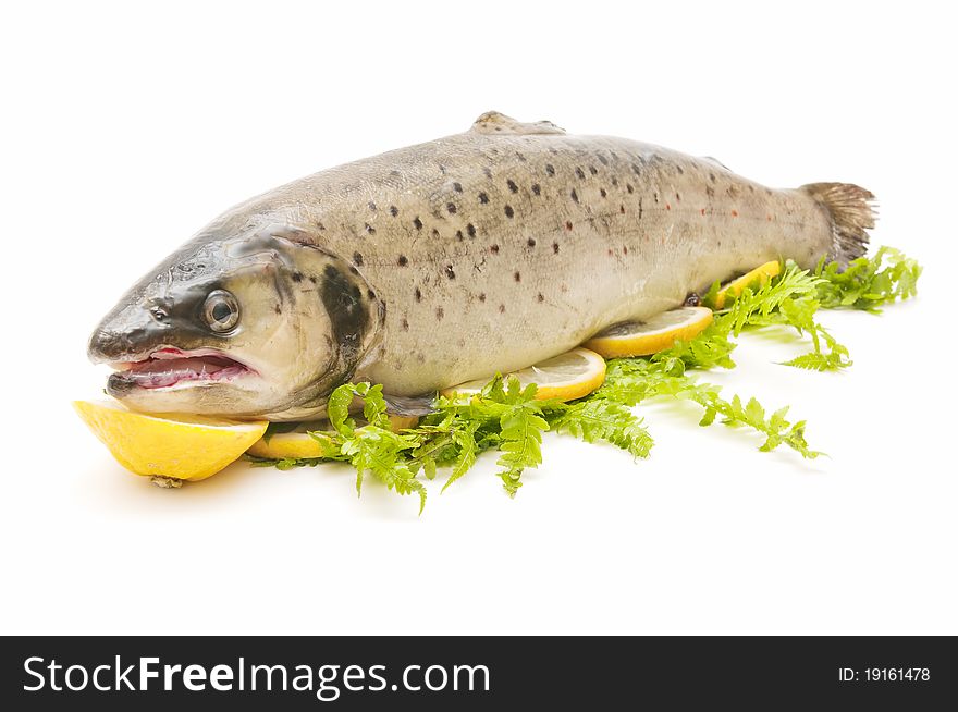 Wild trout caught in natural river, isolated on white background