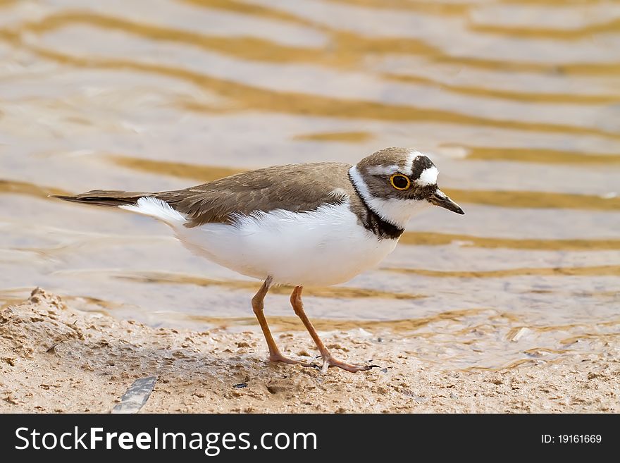 A Little Ringed Plover (Charadrius dubius) by the water