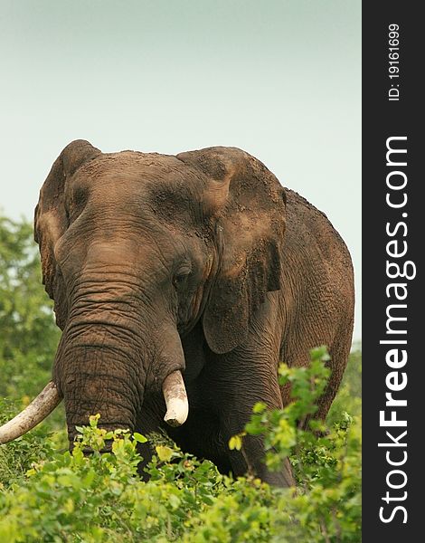 Bull Elephant Feeding in the early morning. Bull Elephant Feeding in the early morning