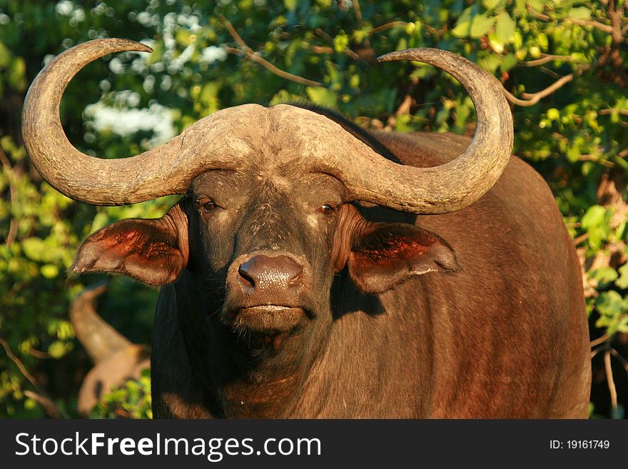 Old Buffalo bull in the evening light