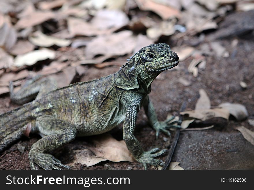 A lizard taken in Australia.