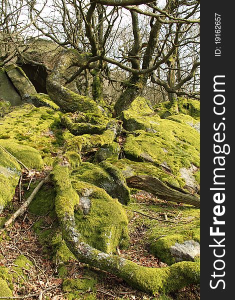 Twisted roots and moss covered rocks