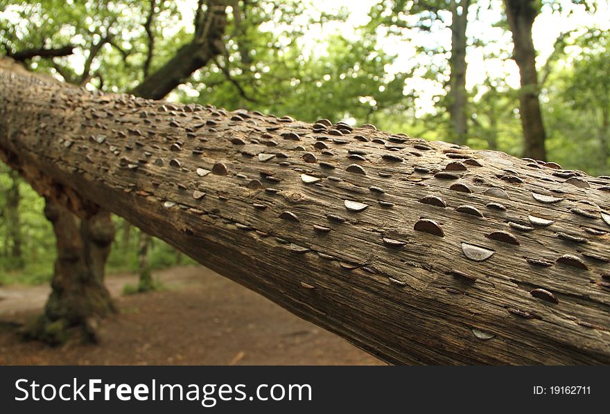 Tree with money pushed into the bark by passers by. Tree with money pushed into the bark by passers by