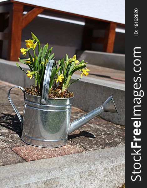 A silver metal watering can with yellow flowers in it on a garden walk