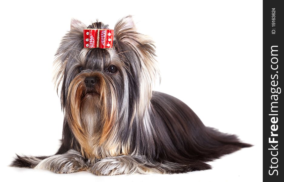 Yorkshire Terrier puppie  sitting on a white background.