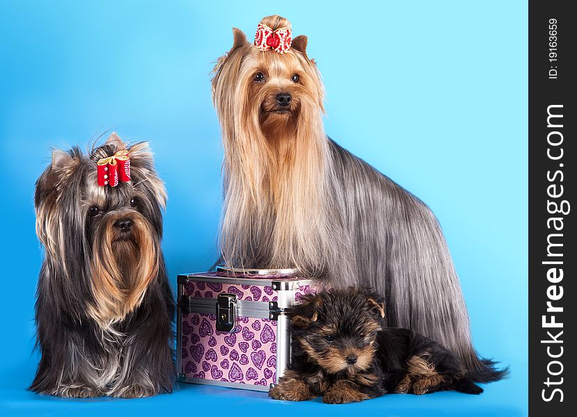 Yorkshire Terrier puppie and dog, sitting on a blue background. Not isolated.