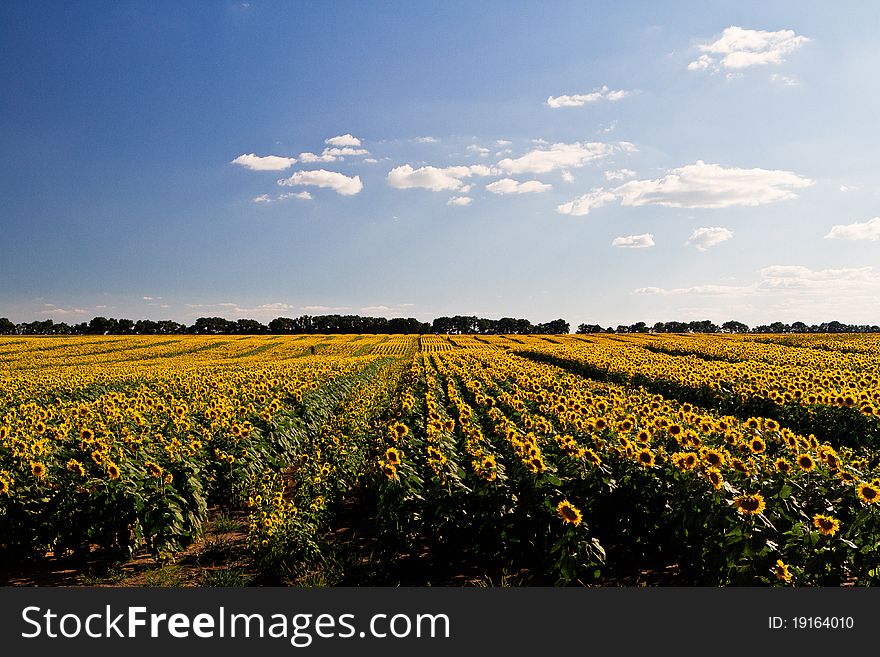 Sunflower field in sun summer day