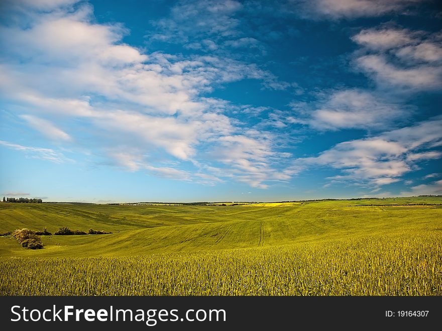 Picture of green field and blue sky. Picture of green field and blue sky
