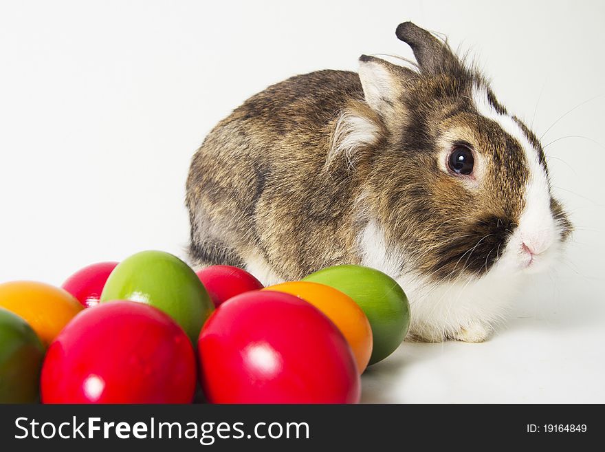 Little brown bunny sits next to colored eggs on white background. Little brown bunny sits next to colored eggs on white background