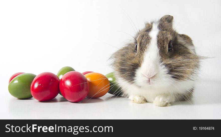 Bunny With Colored Eggs