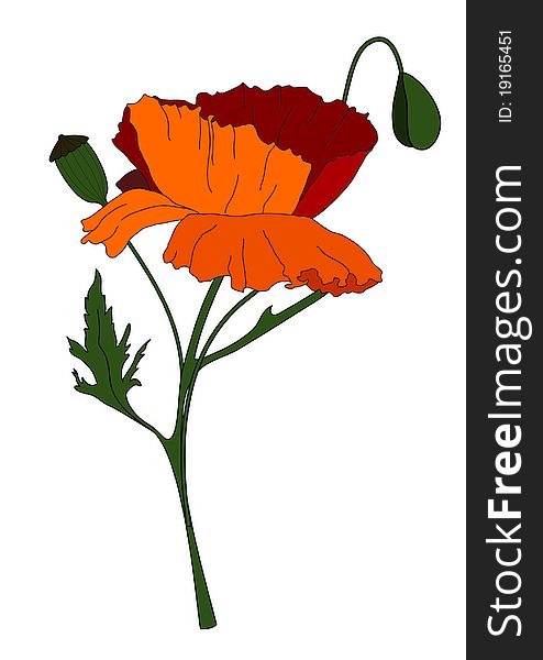 Red poppy on a stem with buds and leaves