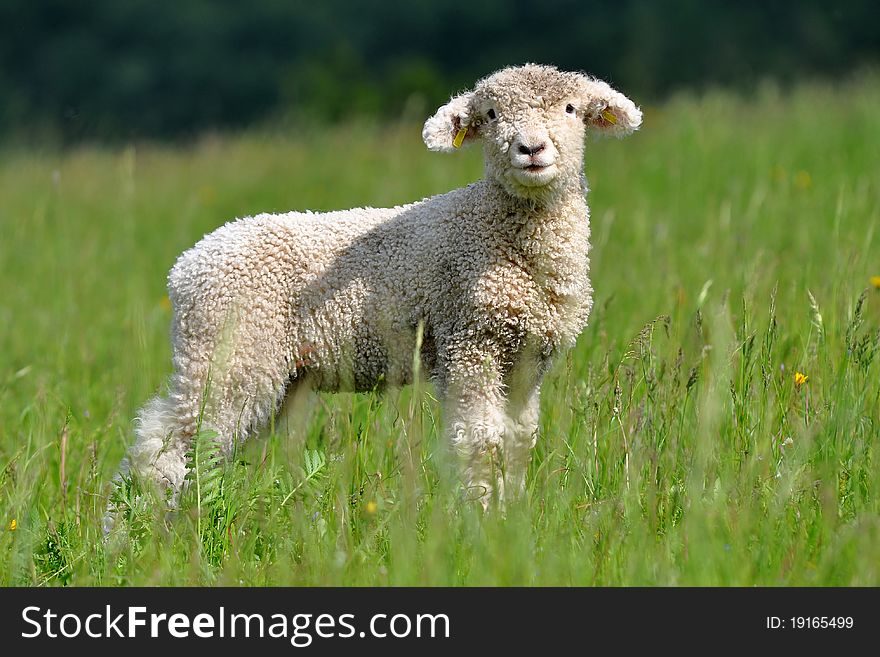 Cute Lamb