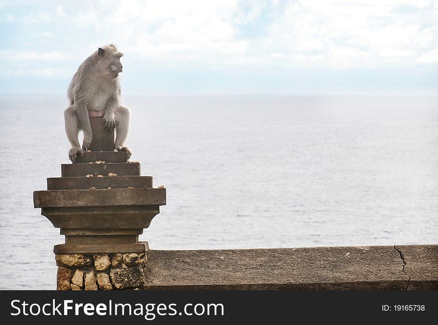 Monkey on Uluwatu Temple