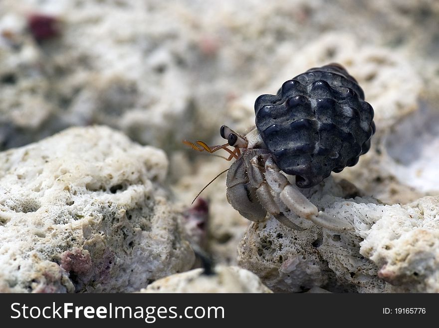 Hermit crab crawling on the beach gravels