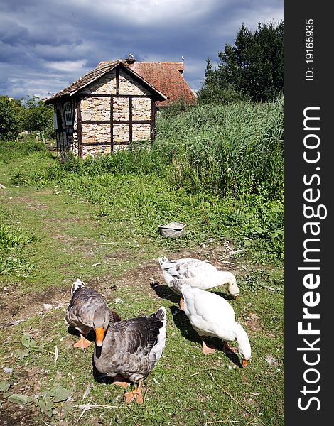 Gooses in the courtyard, French country