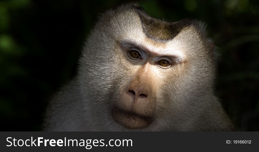 Monkey staring directly into eyes