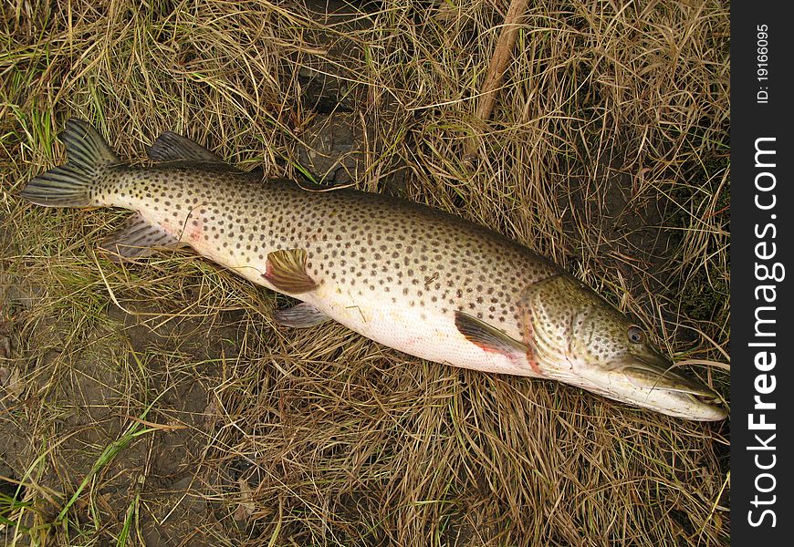Pike fishing - big pike catched on mongolian river Onon