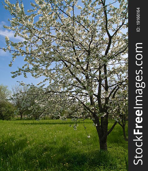 Cherry blossom tree in a farmland