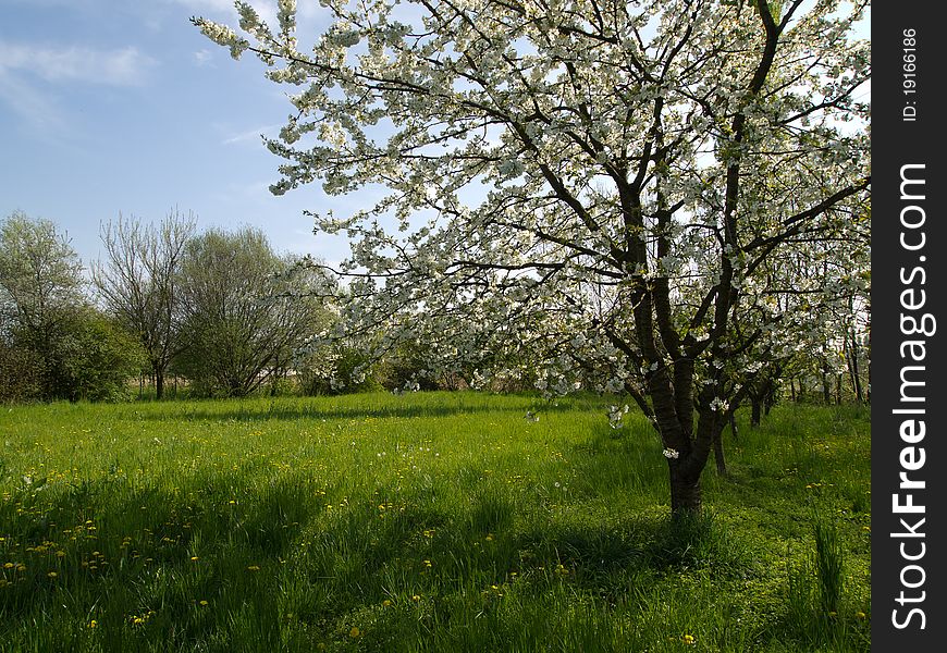 Cherry blossom tree in a farmland