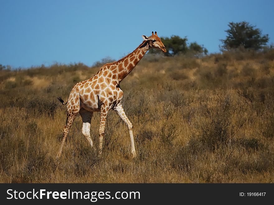 Giraffe (Giraffa camelopardalis) in the bush-veld of the Kalahari Desert (South Africa).