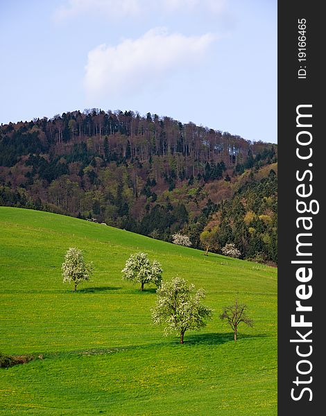Landscape In The Black-forest, Germany ,Glottertal