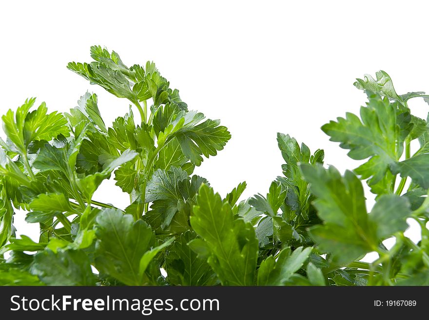 Parsley on a white background