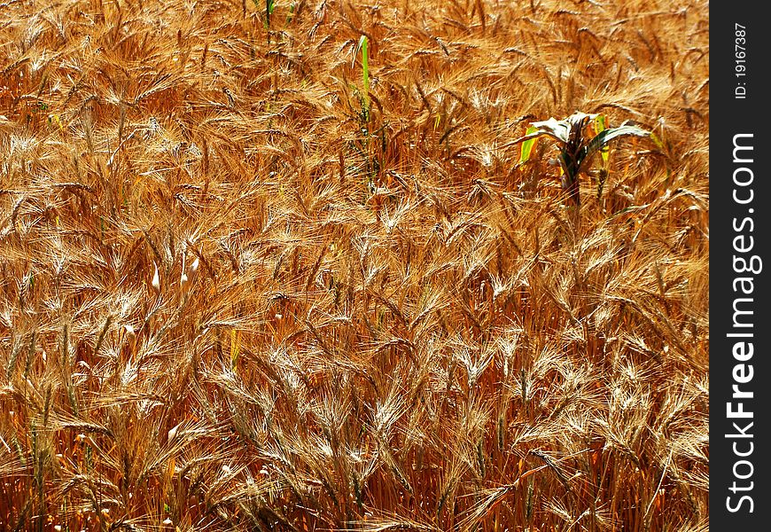 A farm of Wheat Crop in India