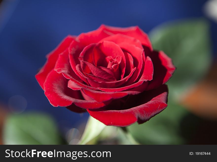 Affection single red rose Front View. Affection single red rose Front View