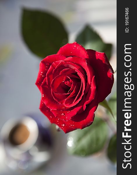 Red rose with water drops in beams аnd cup of coffee. Red rose with water drops in beams аnd cup of coffee