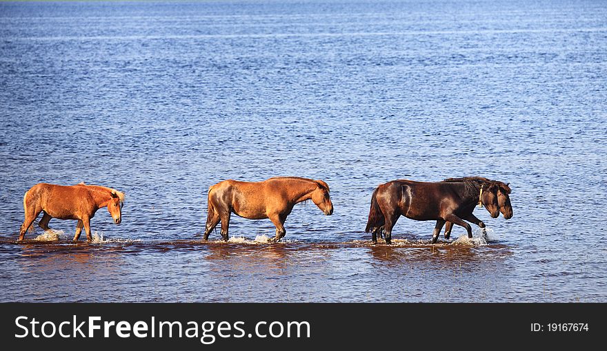 Four horses go one for another on blue water of lake. Four horses go one for another on blue water of lake