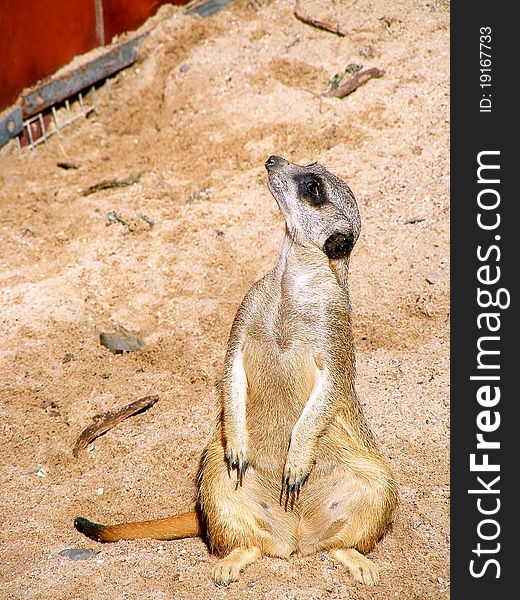 Suricate sitting on the sand and waiting for the feeding in Riga zoo, Latvia