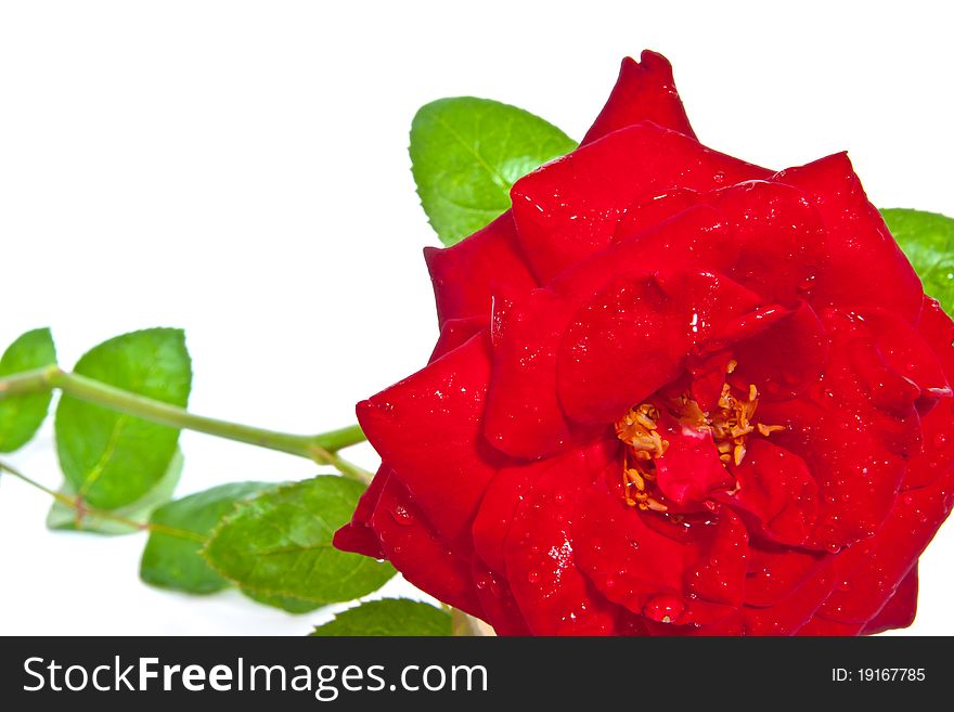 Red rose closeup isolated on white