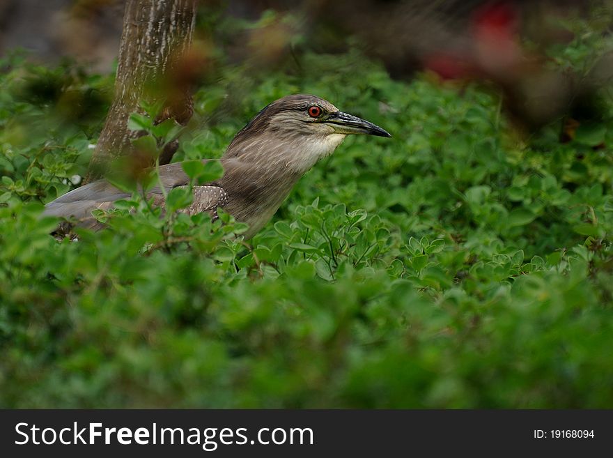 This is a young night heron who is standing in the grass without any move. This is a young night heron who is standing in the grass without any move.