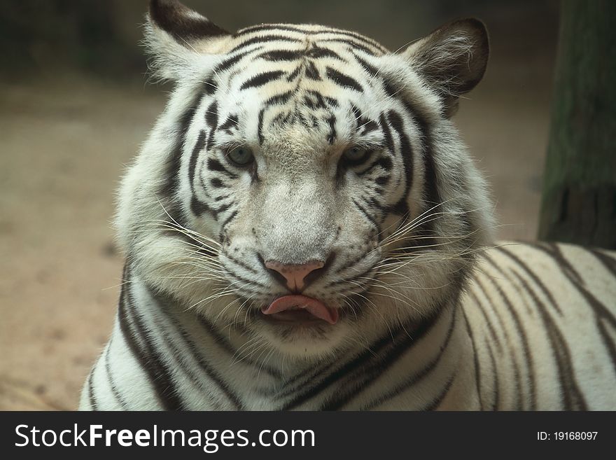 White tiger portrait