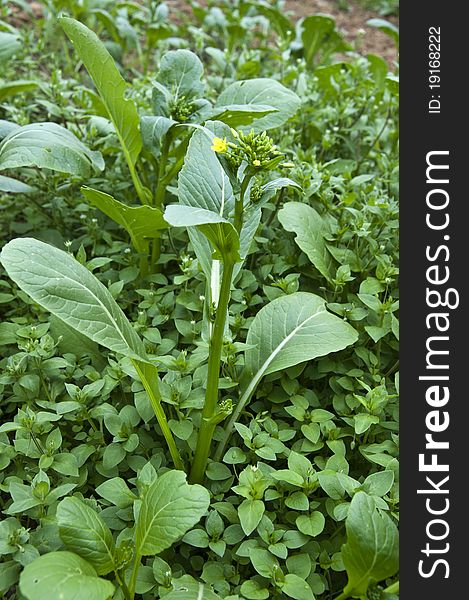 Live organic choy sum with flower